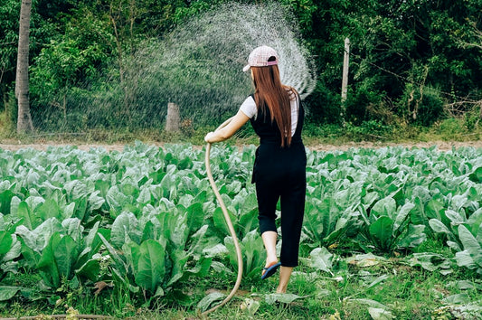 Irigarea prin picurare, cea mai buna solutie pentru udarea plantelor