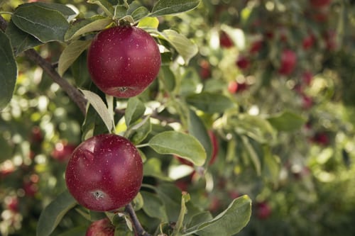 Plantarea pomilor fructiferi. Cand ii plantam si ce soiuri alegem