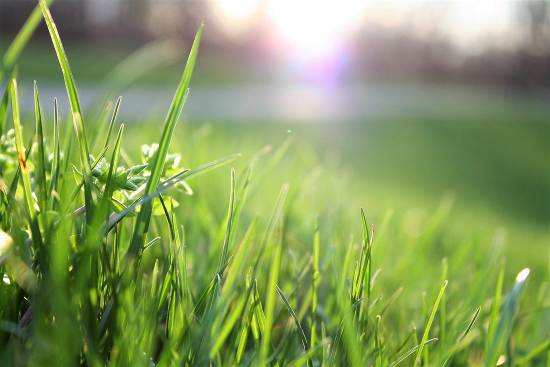 Cum intretii gazonul - sfaturi pentru plantare, tunderea ierbii si unelte necesare