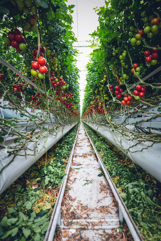 Tot ce trebuie sa stii despre cultivarea rosiilor la sera